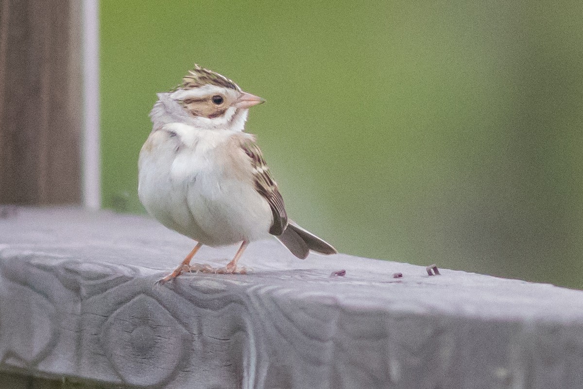 Clay-colored Sparrow - Kyle Blaney