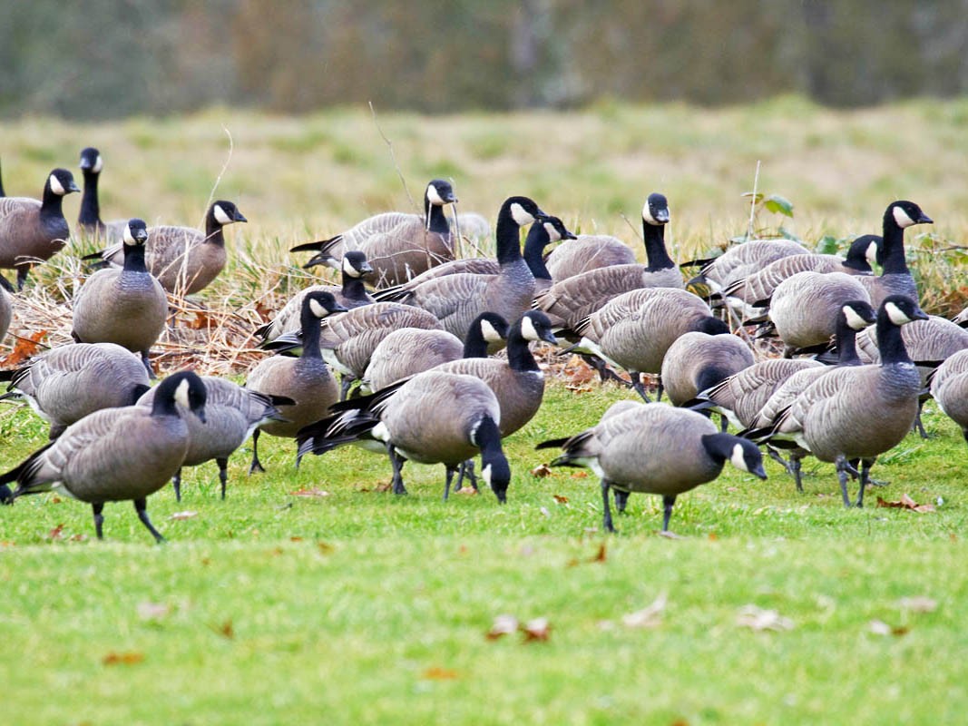 Canada Goose Identification, All About Birds, Cornell Lab of Ornithology