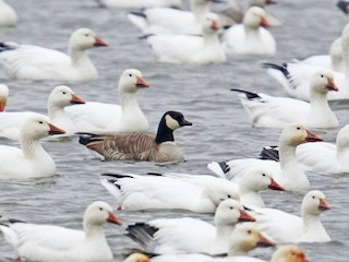 Adult (Richardson's) (with Snow Goose) - Daniel Jauvin - ML59950641