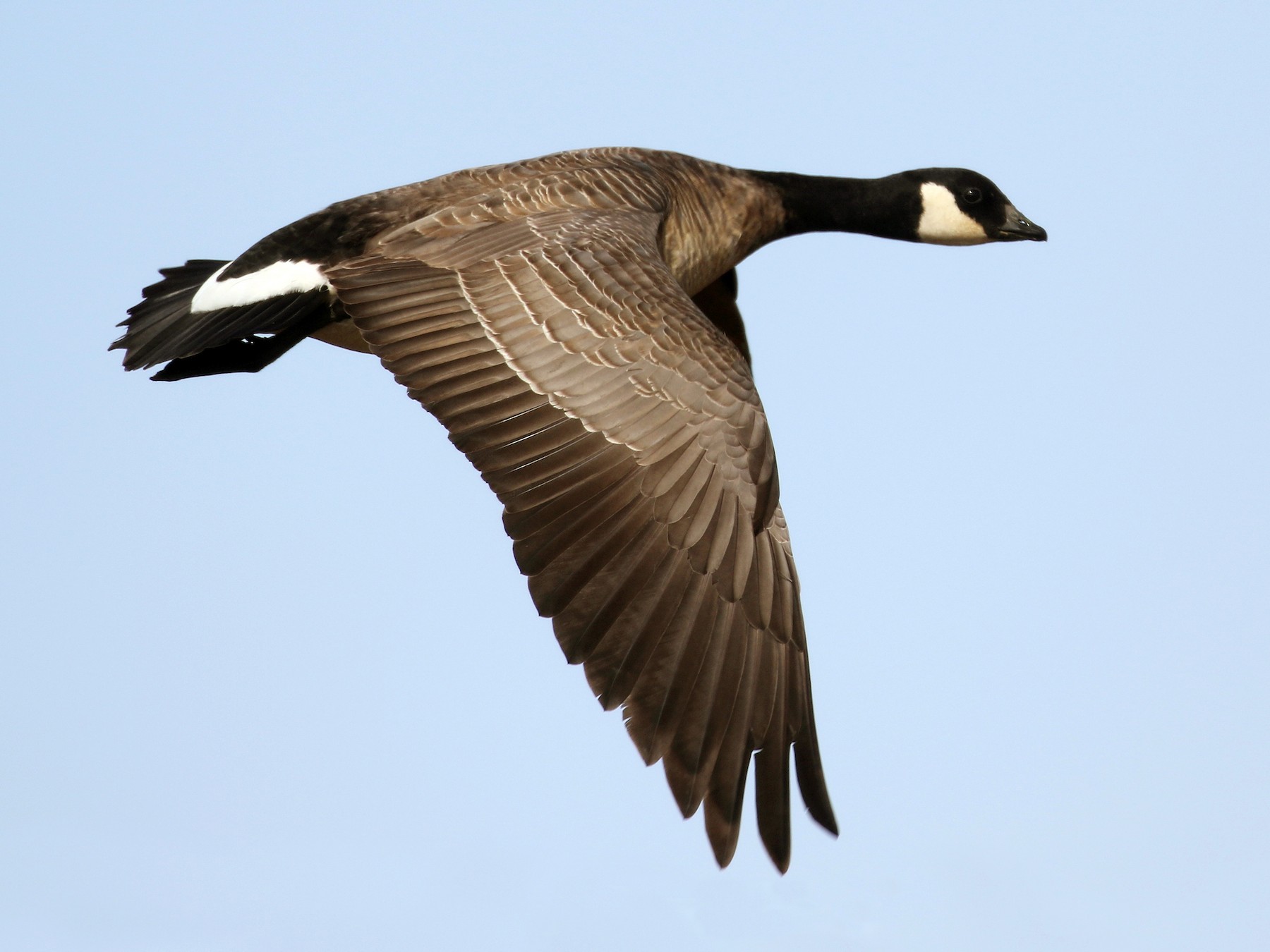 Cackling Goose - Cameron Eckert