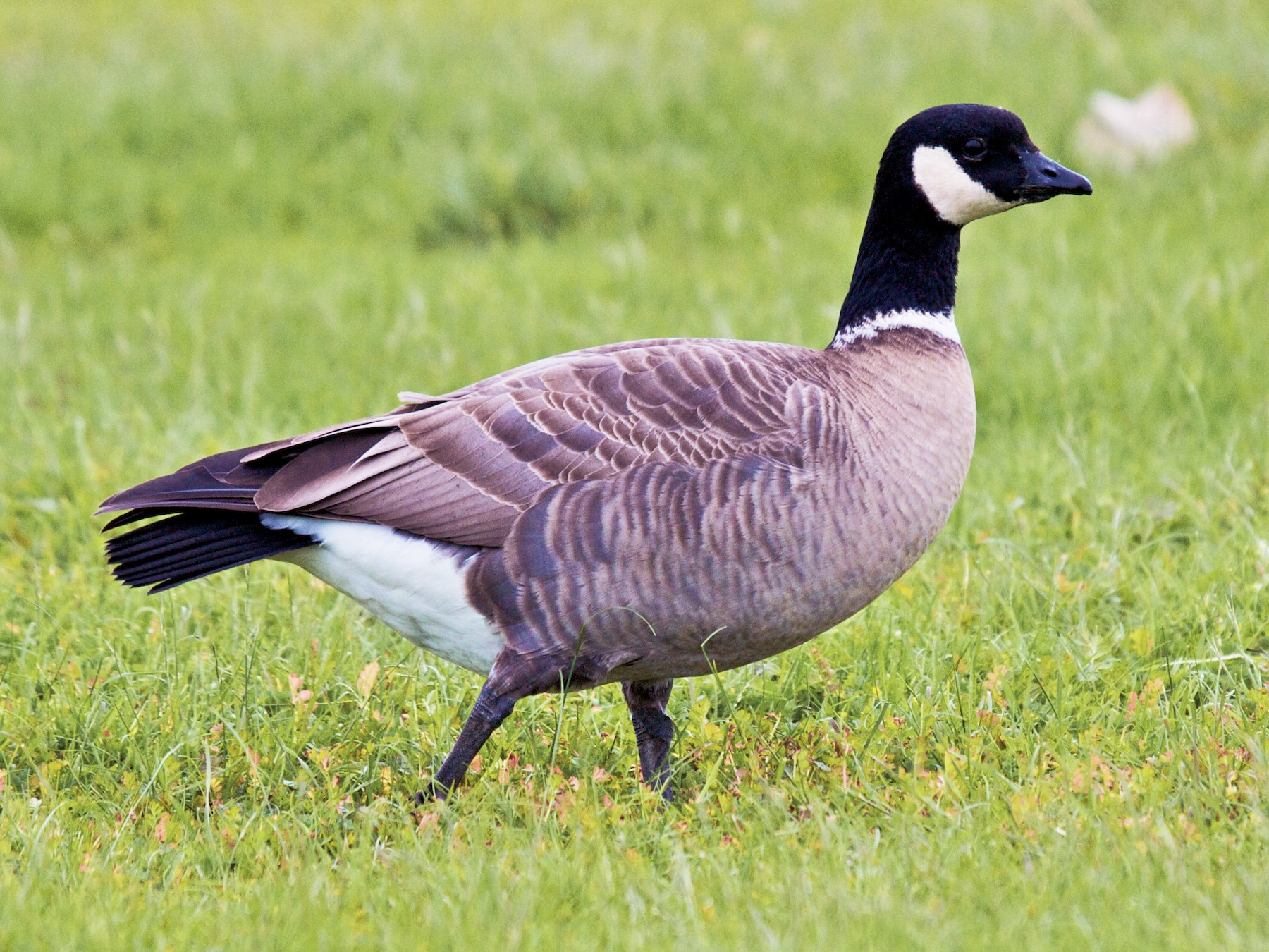 Cackling Goose - Matt Brady