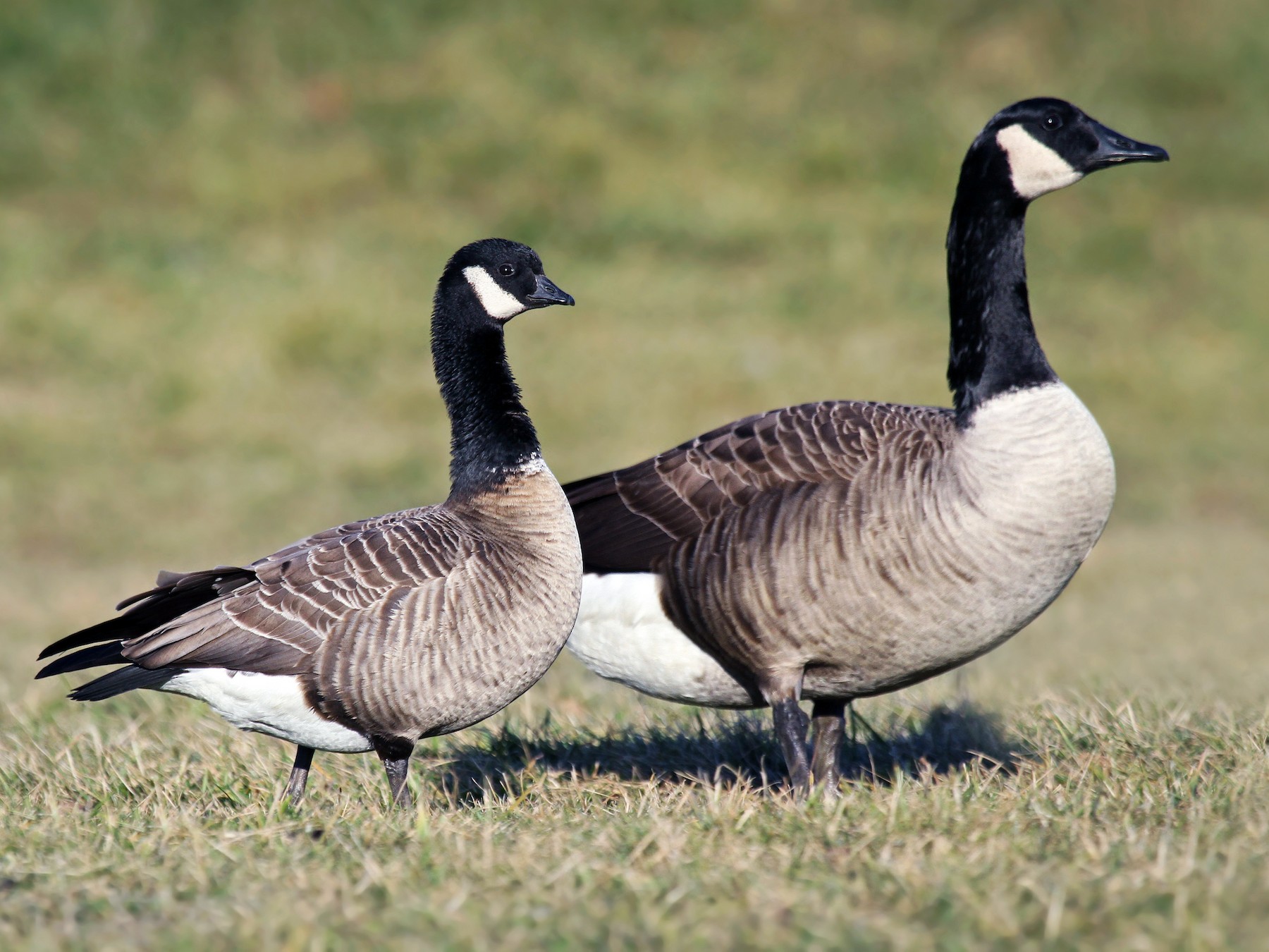 Canada goose clearance vs brant goose