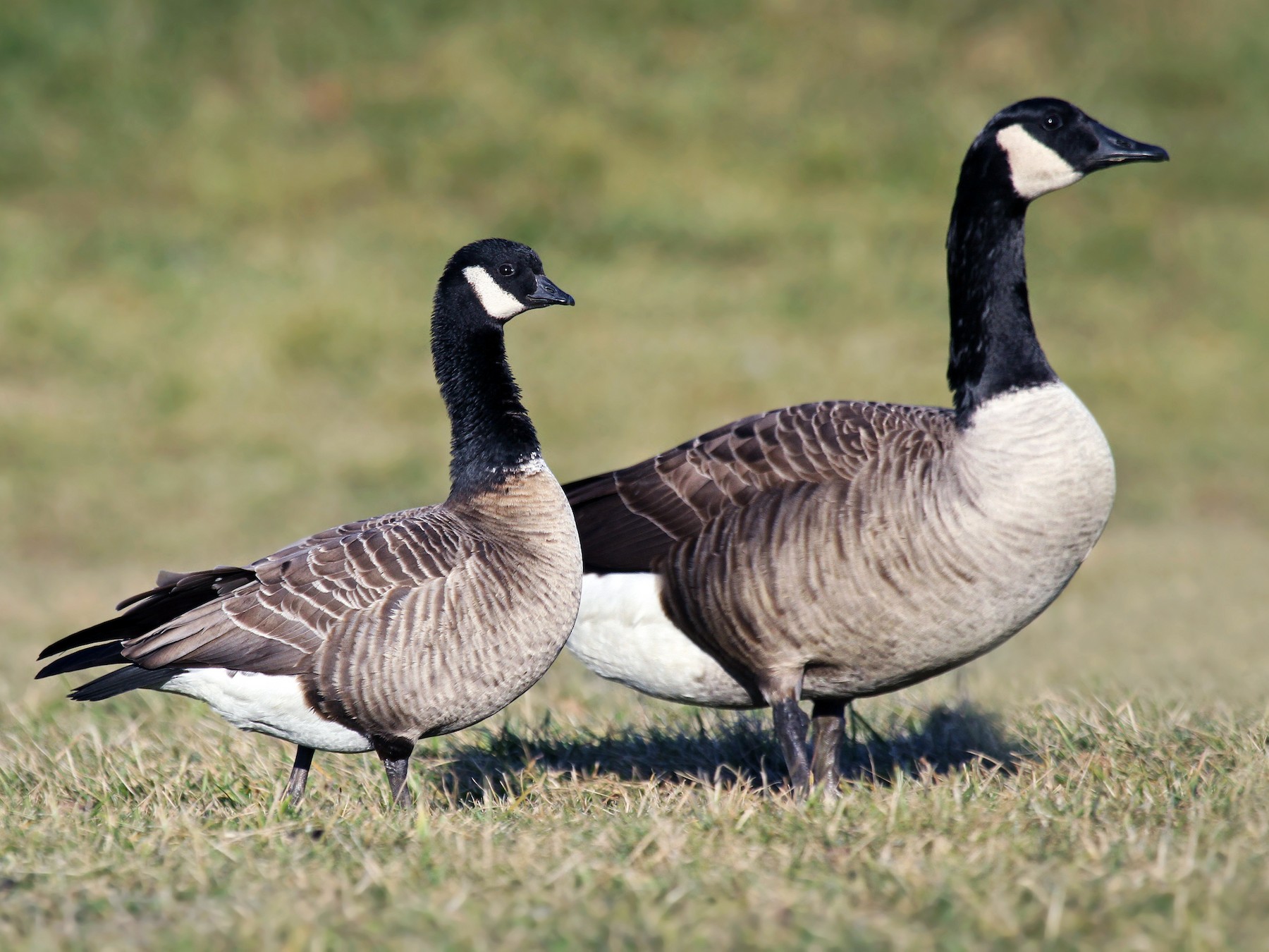 Cackling Goose Life History Canada Goose Identification Life History 