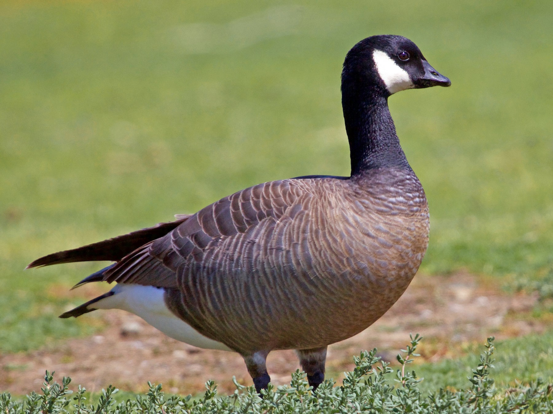 Canada goose shop bird que significa