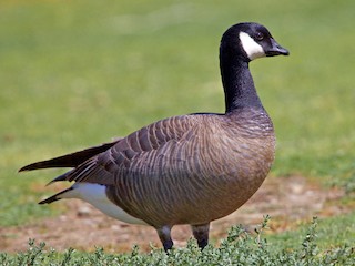 Adult (minima) - Rob O'Donnell - ML59950681