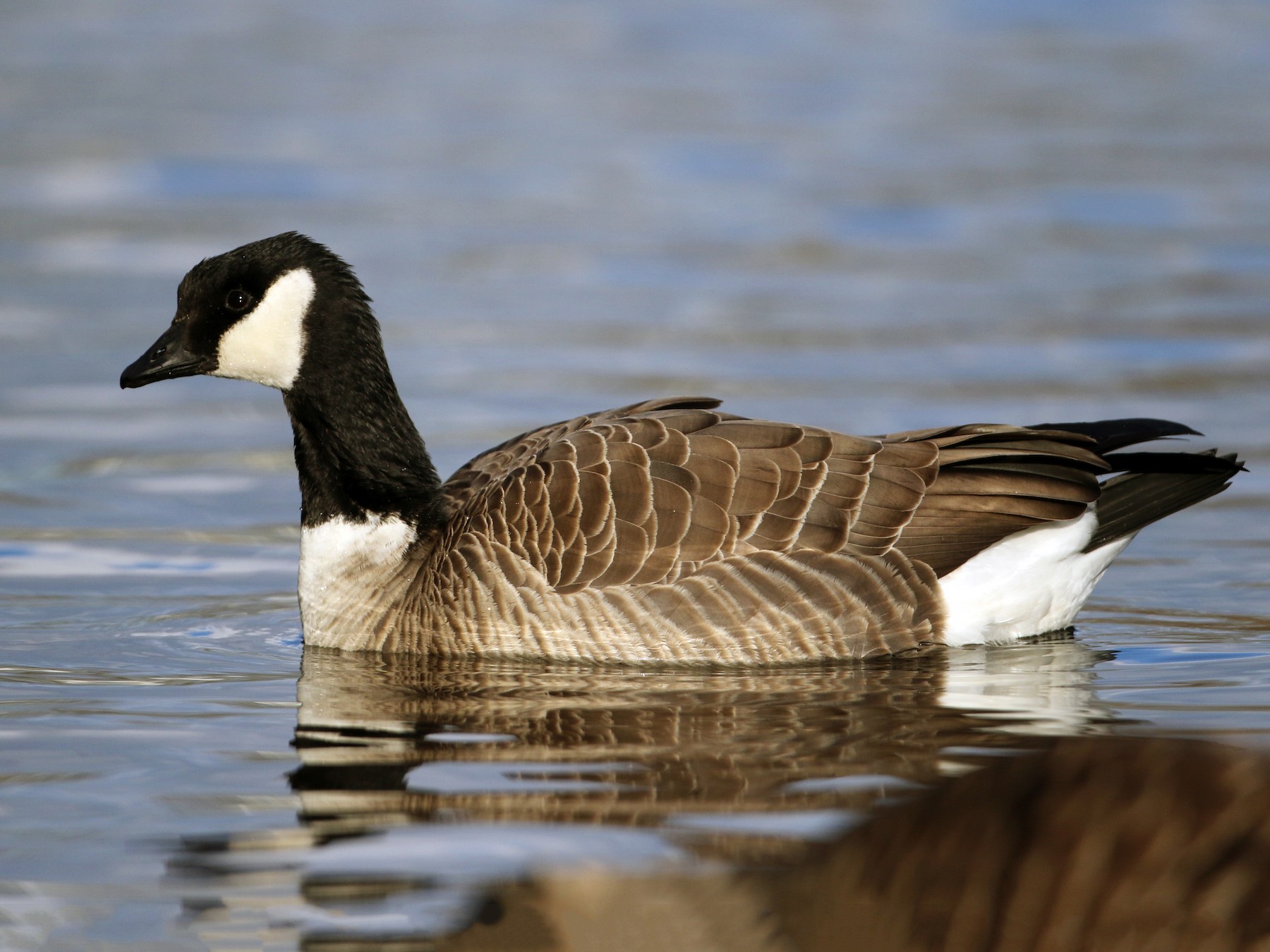 Canada goose hotsell historia colombiana