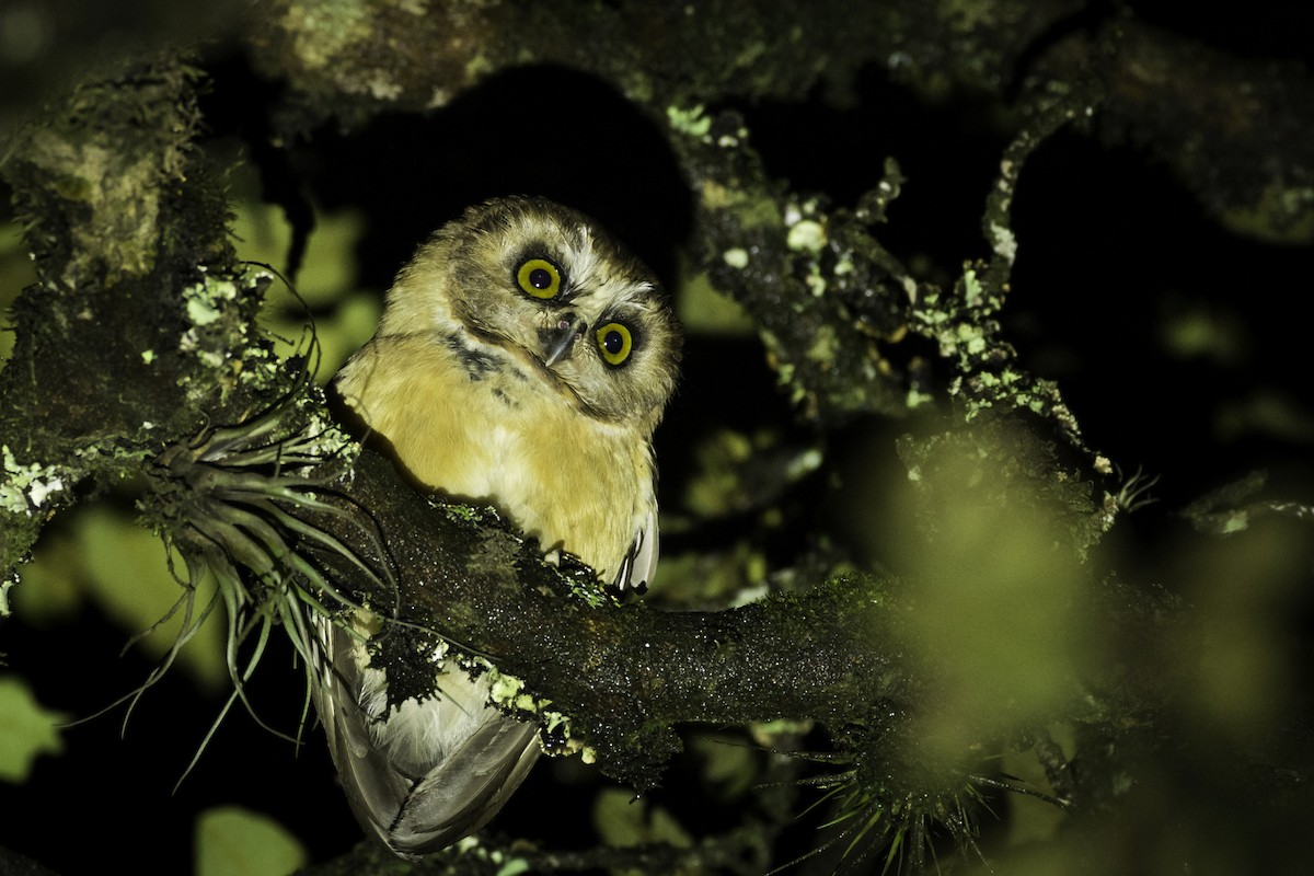 Unspotted Saw-whet Owl - ML59950751
