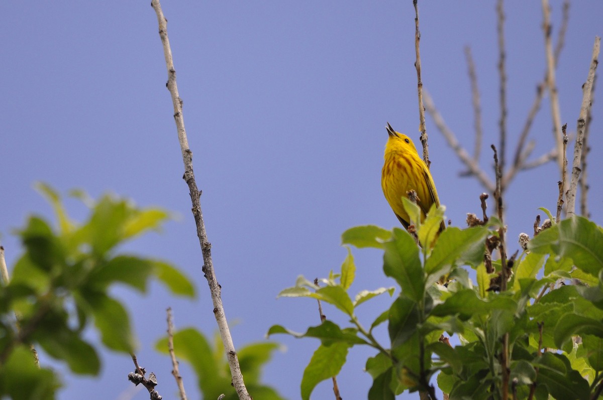 Yellow Warbler - Kaitlin Brough