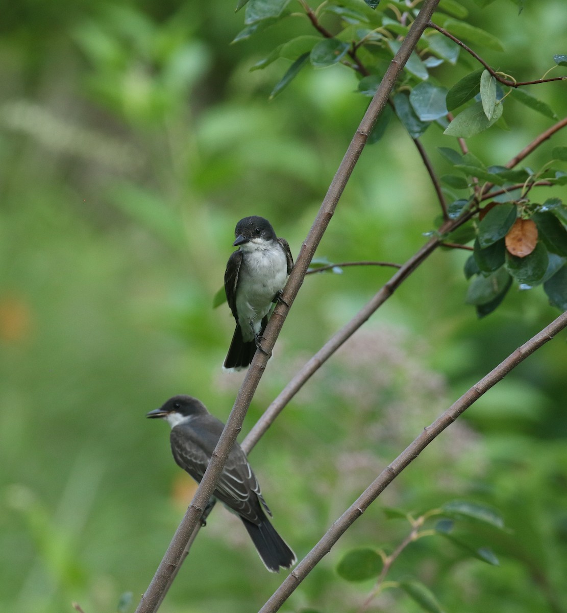 Eastern Kingbird - Sujata roy