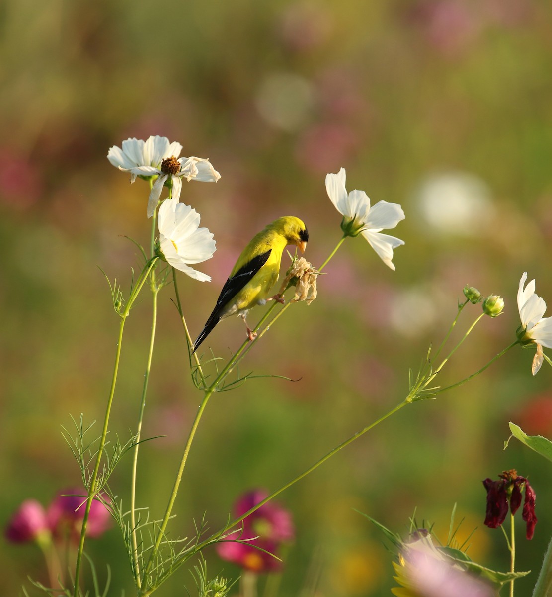 American Goldfinch - Sujata roy