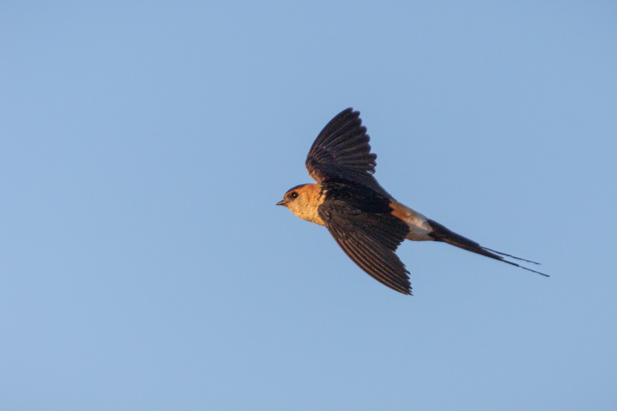 Red-rumped Swallow - ML599511331