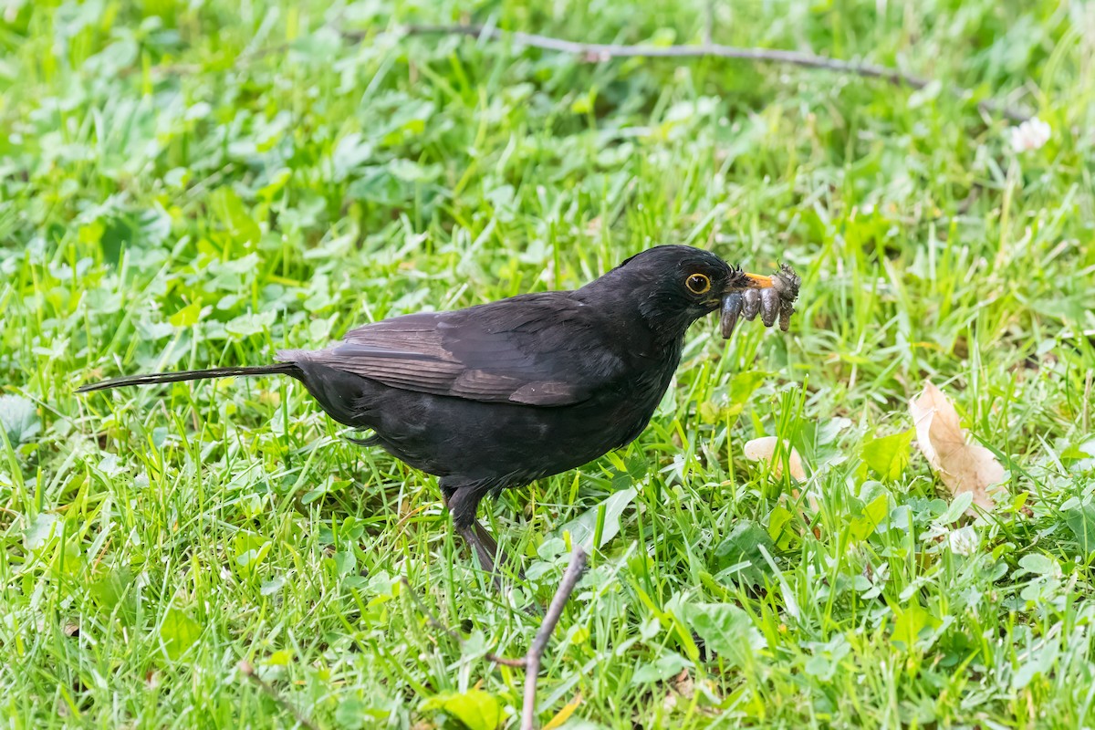 Eurasian Blackbird - ML599511691