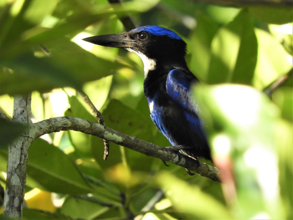 Blue-black Kingfisher - ML599513121