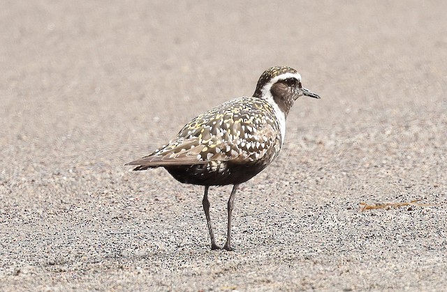 Probable Definitive Alternate Female American Golden Plover. - American Golden-Plover - 