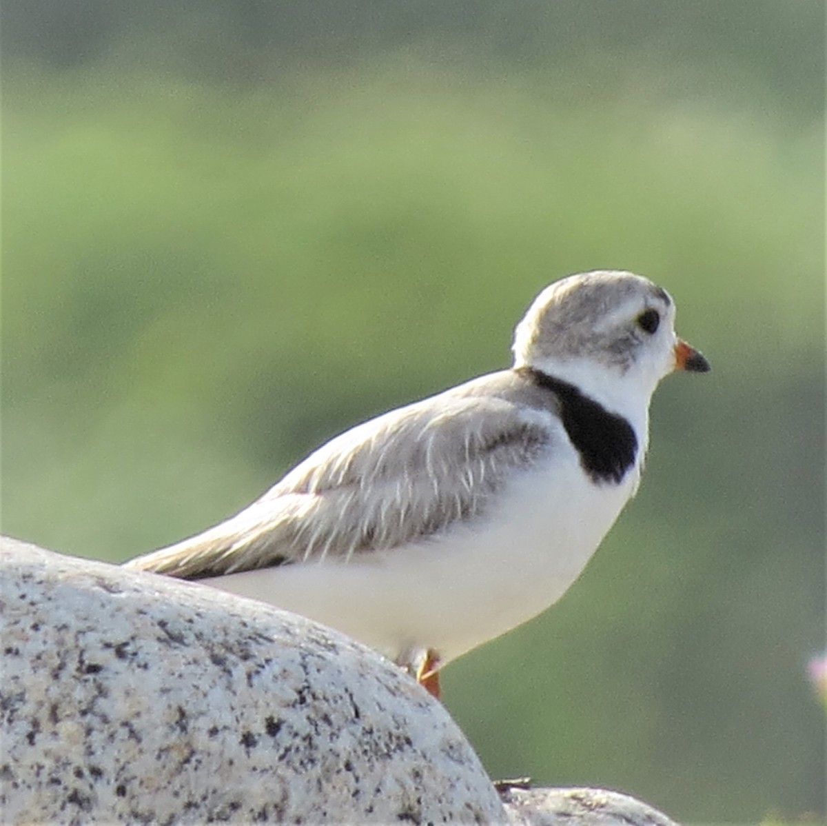 Piping Plover - ML599518171
