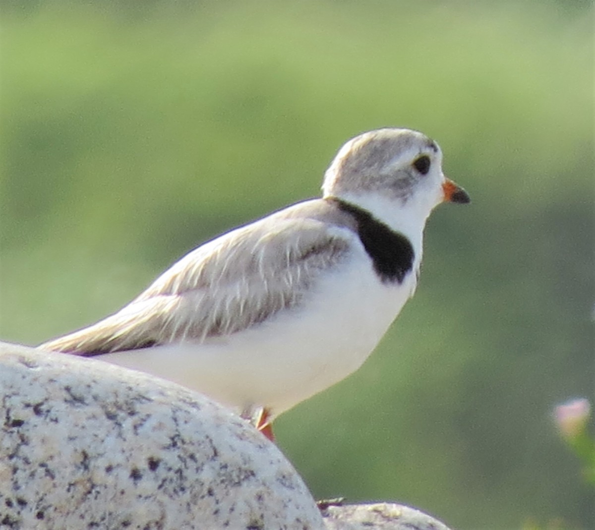 Piping Plover - ML599518231