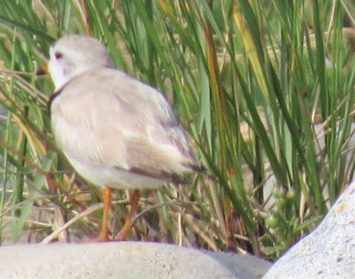 Piping Plover - ML599518341