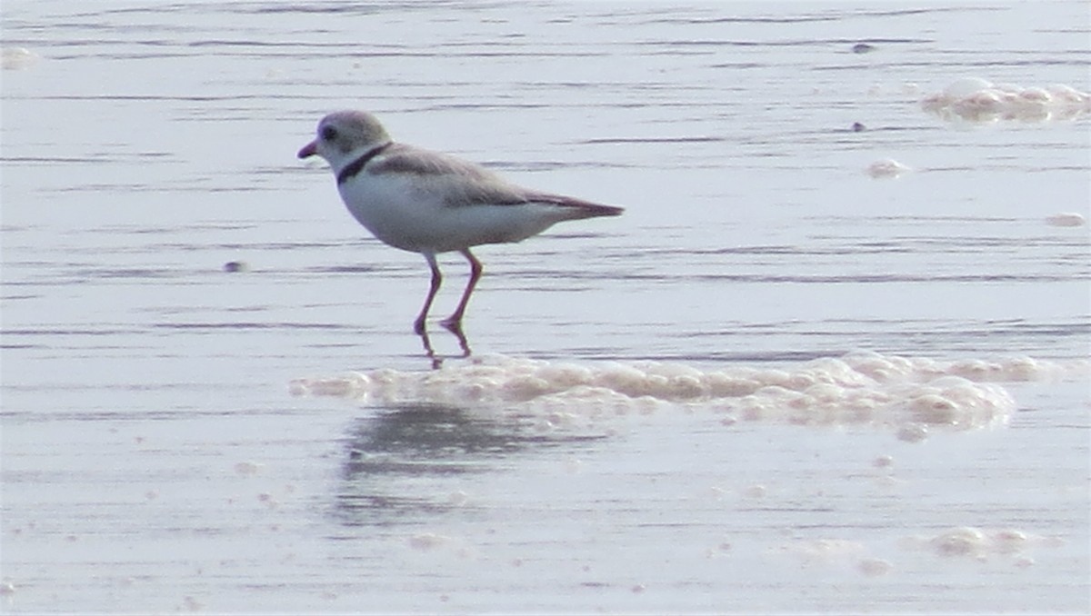Piping Plover - ML599518401