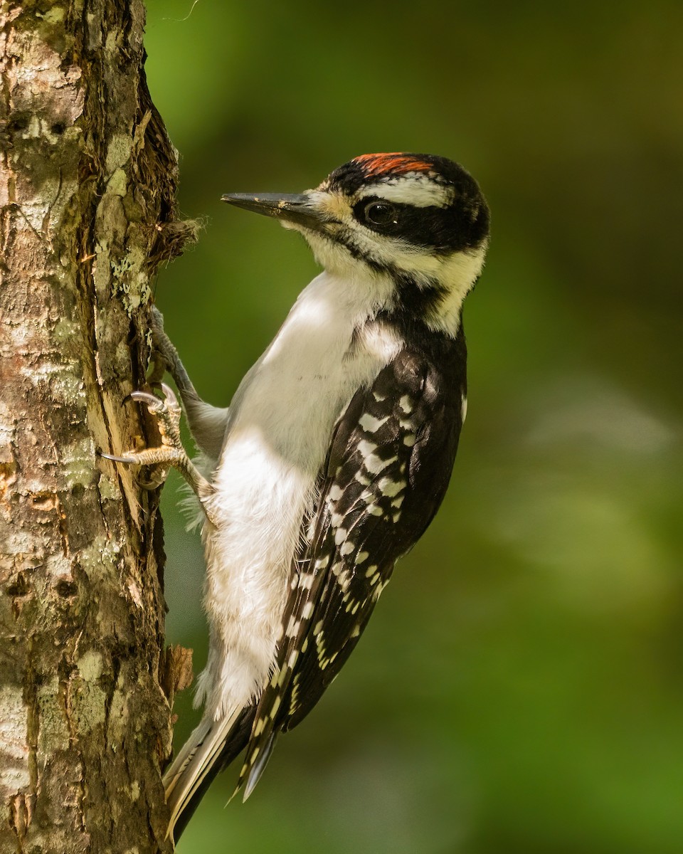 Hairy Woodpecker - ML599518681