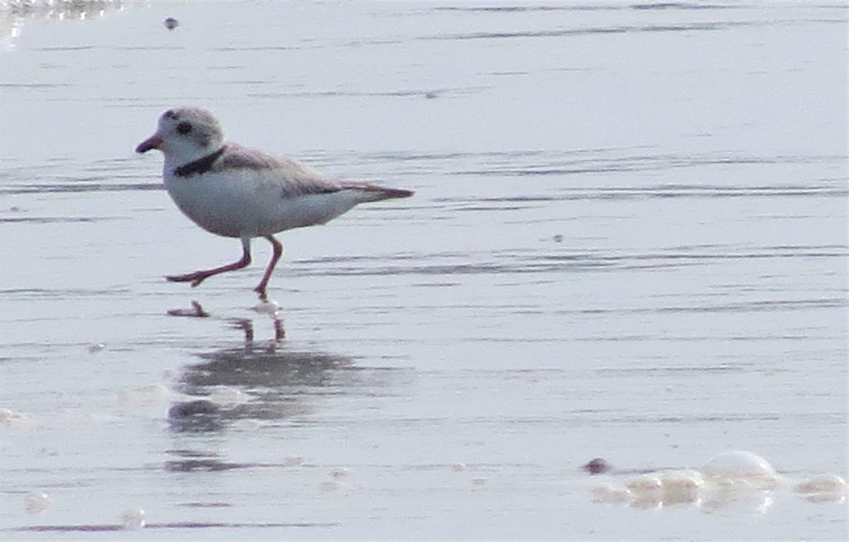 Piping Plover - ML599520201