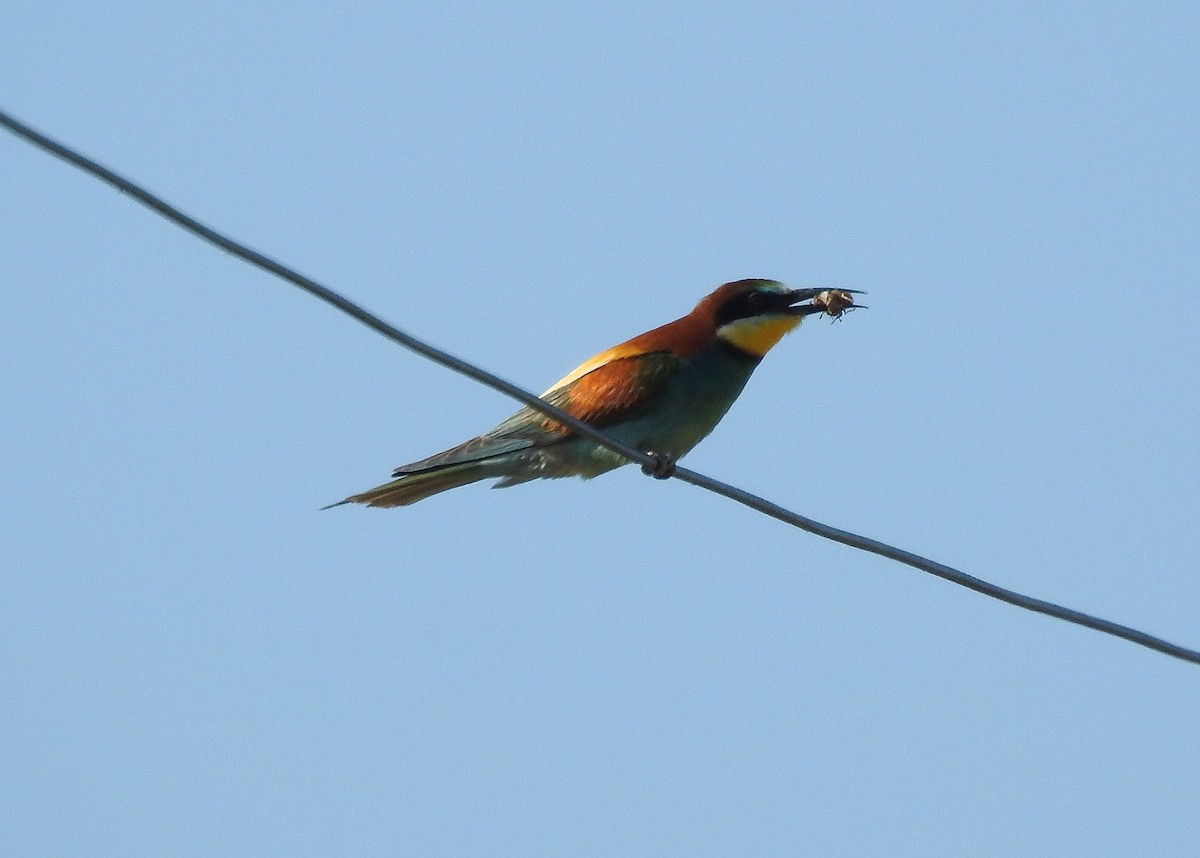 European Bee-eater - Teresa Cohen