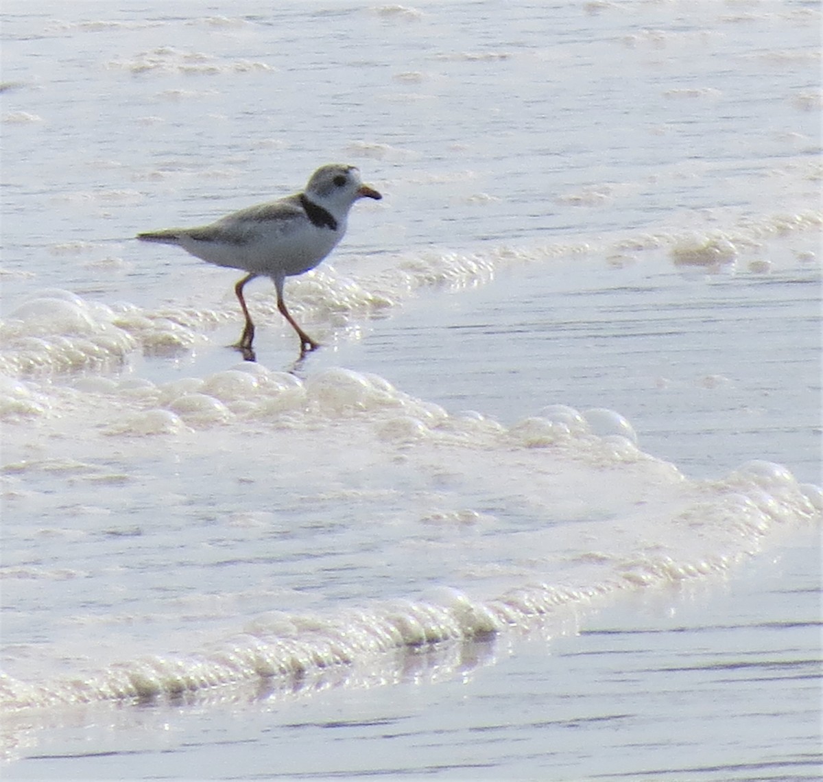 Piping Plover - ML599520231