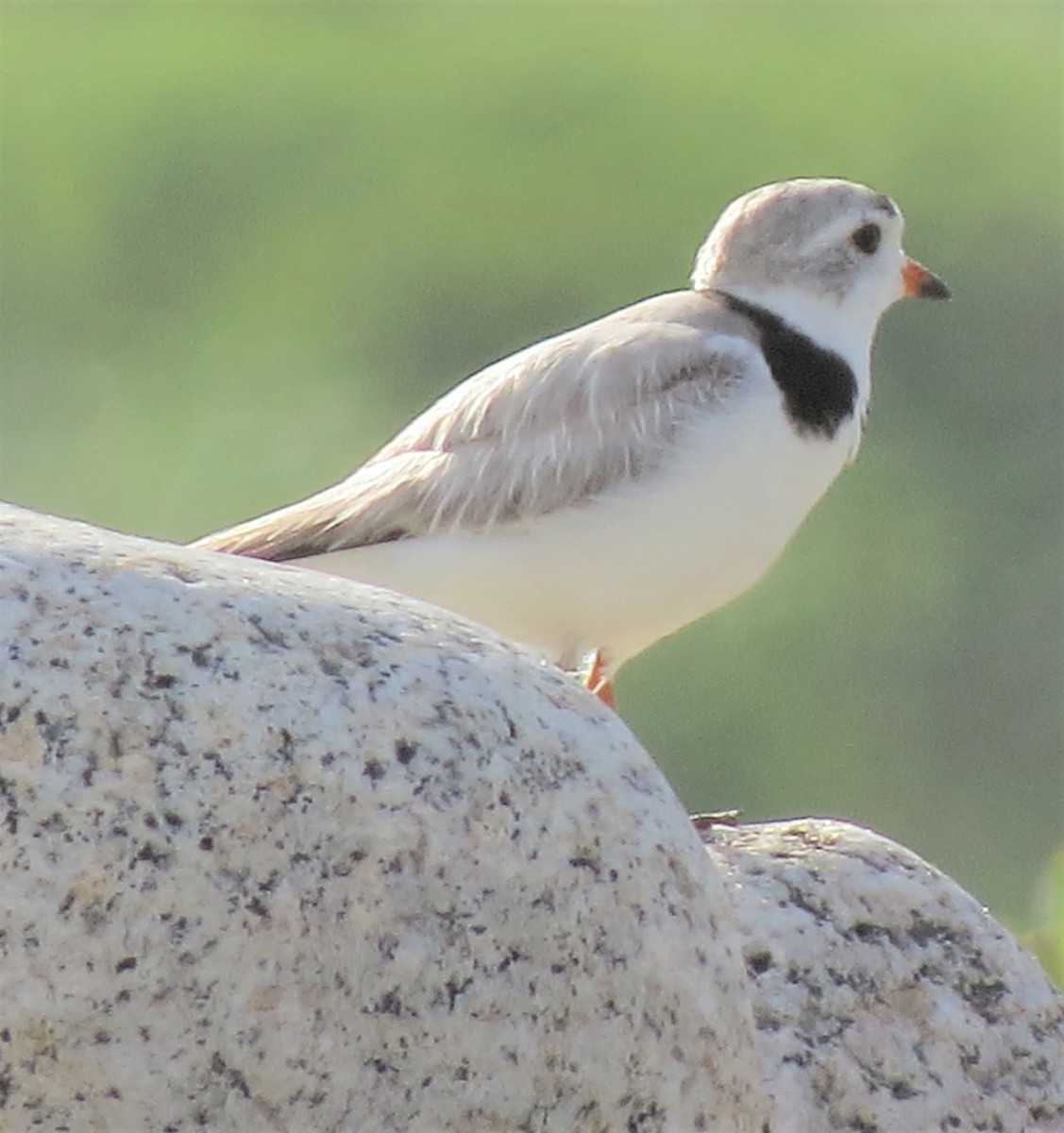 Piping Plover - ML599520251