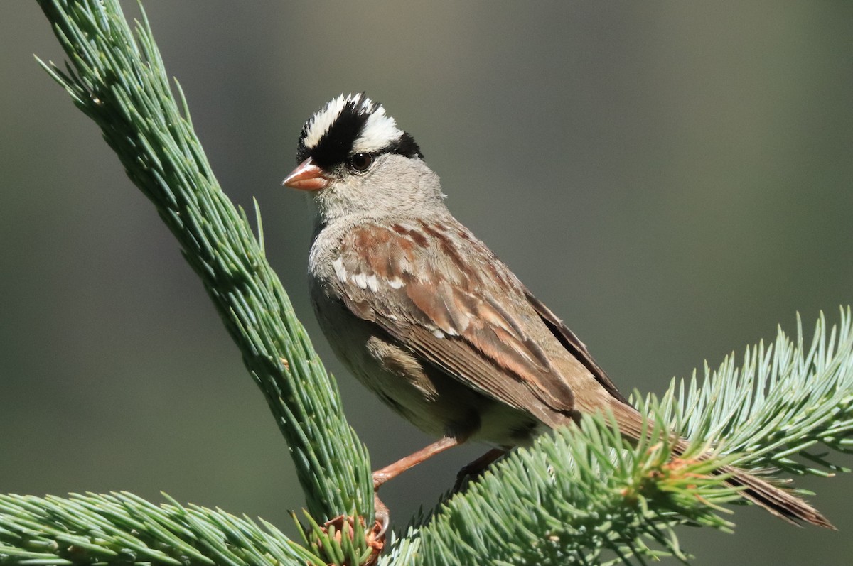 White-crowned Sparrow - ML599522201