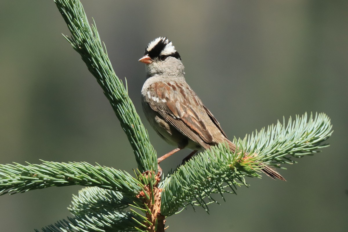 White-crowned Sparrow - ML599522221