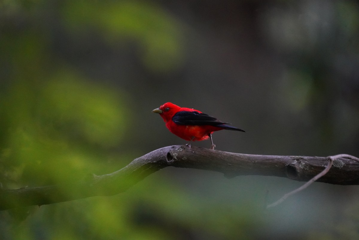 Scarlet Tanager - ML599523991