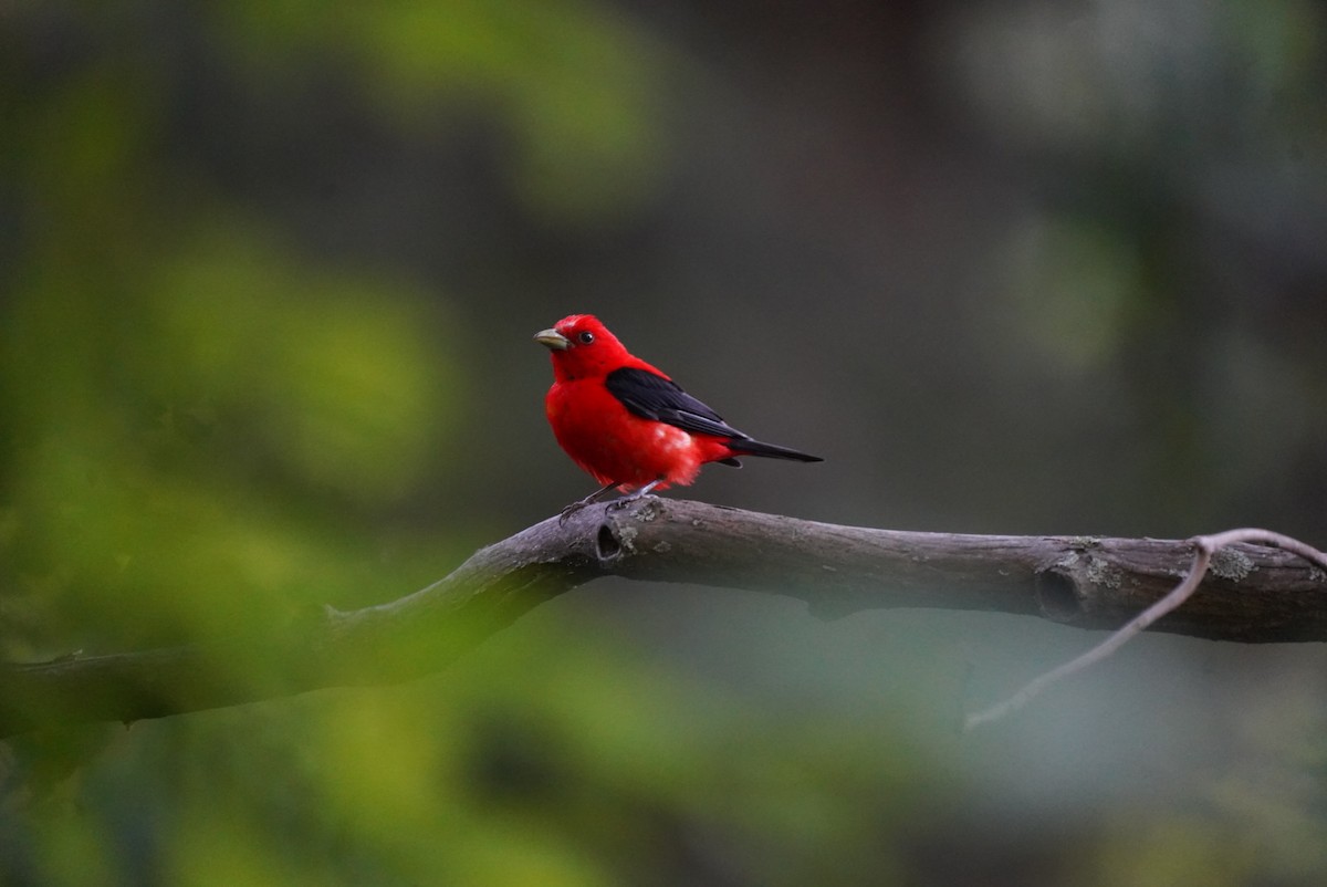 Scarlet Tanager - ML599524001