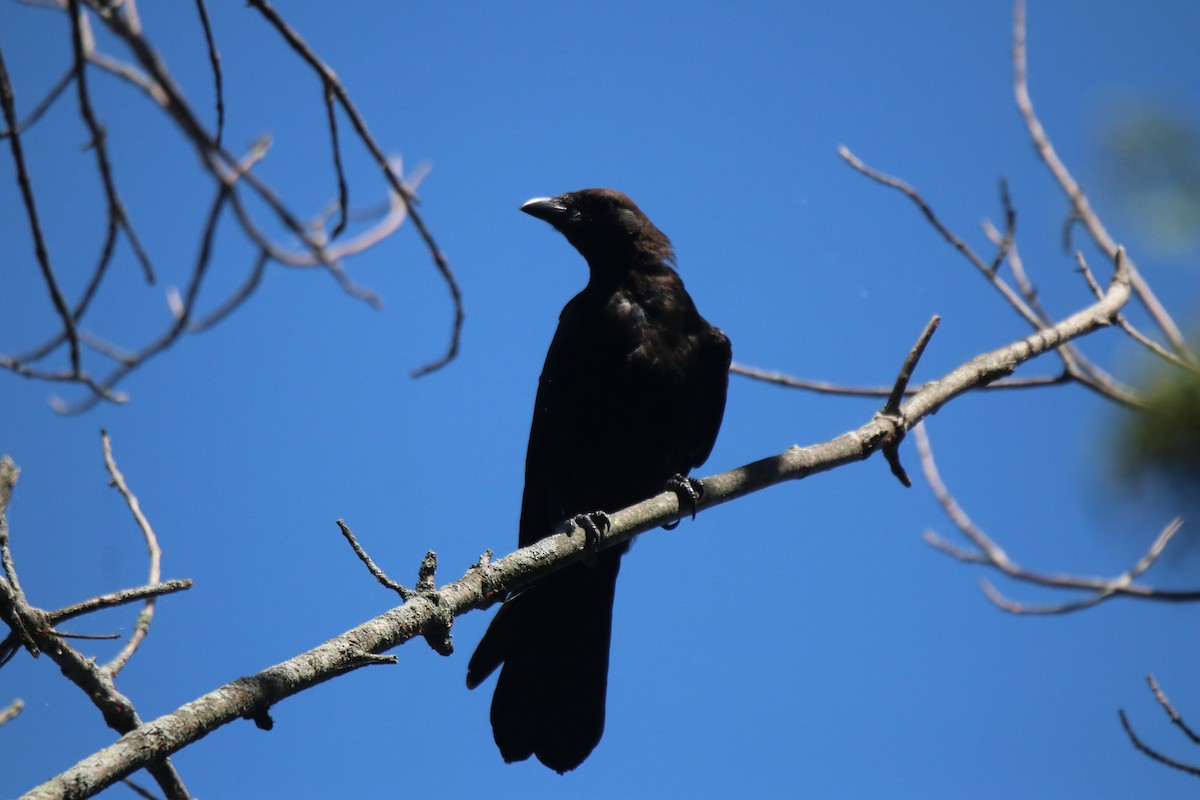American Crow - ML599525011