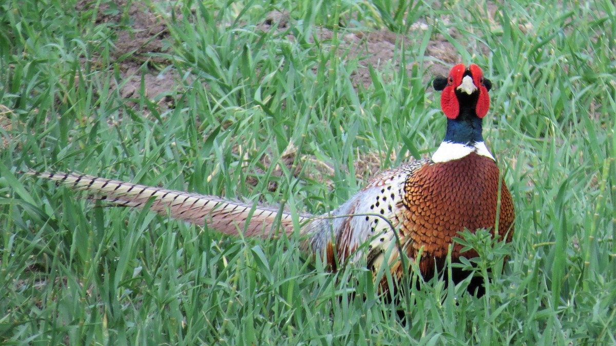Ring-necked Pheasant - Sharyn Isom