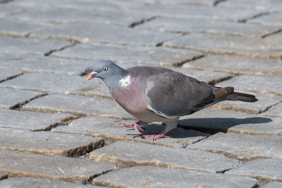 Pigeon ramier - ML599525511