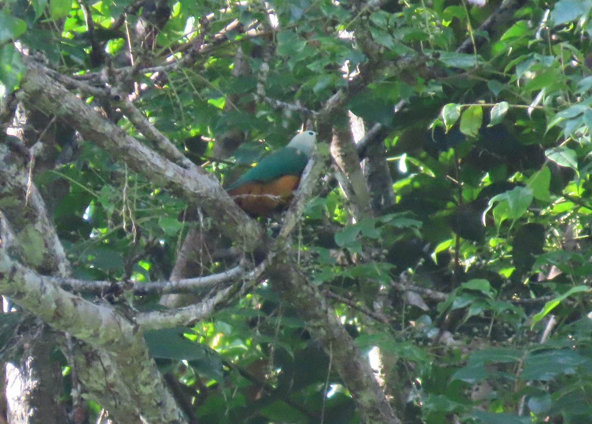 Scarlet-breasted Fruit-Dove - ML599525721