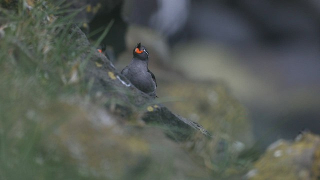 Crested Auklet - ML599526601