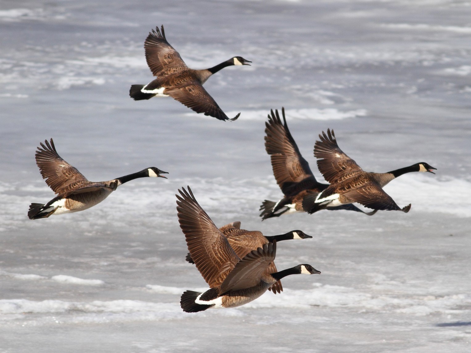 Canada Goose - Brian  Collins