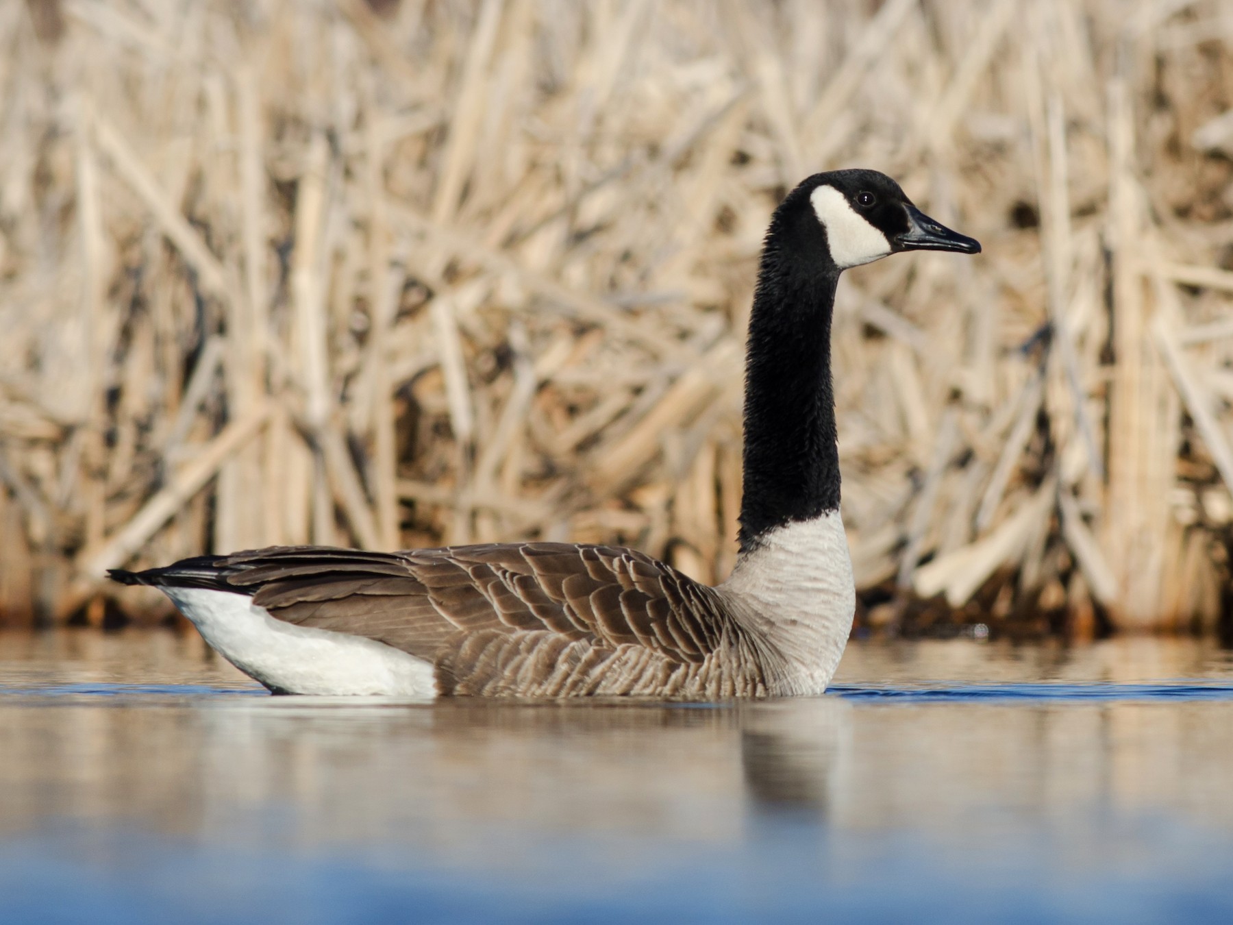 Canada goose hotsell wikipedia que significa