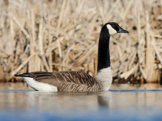 Canada Goose eBird