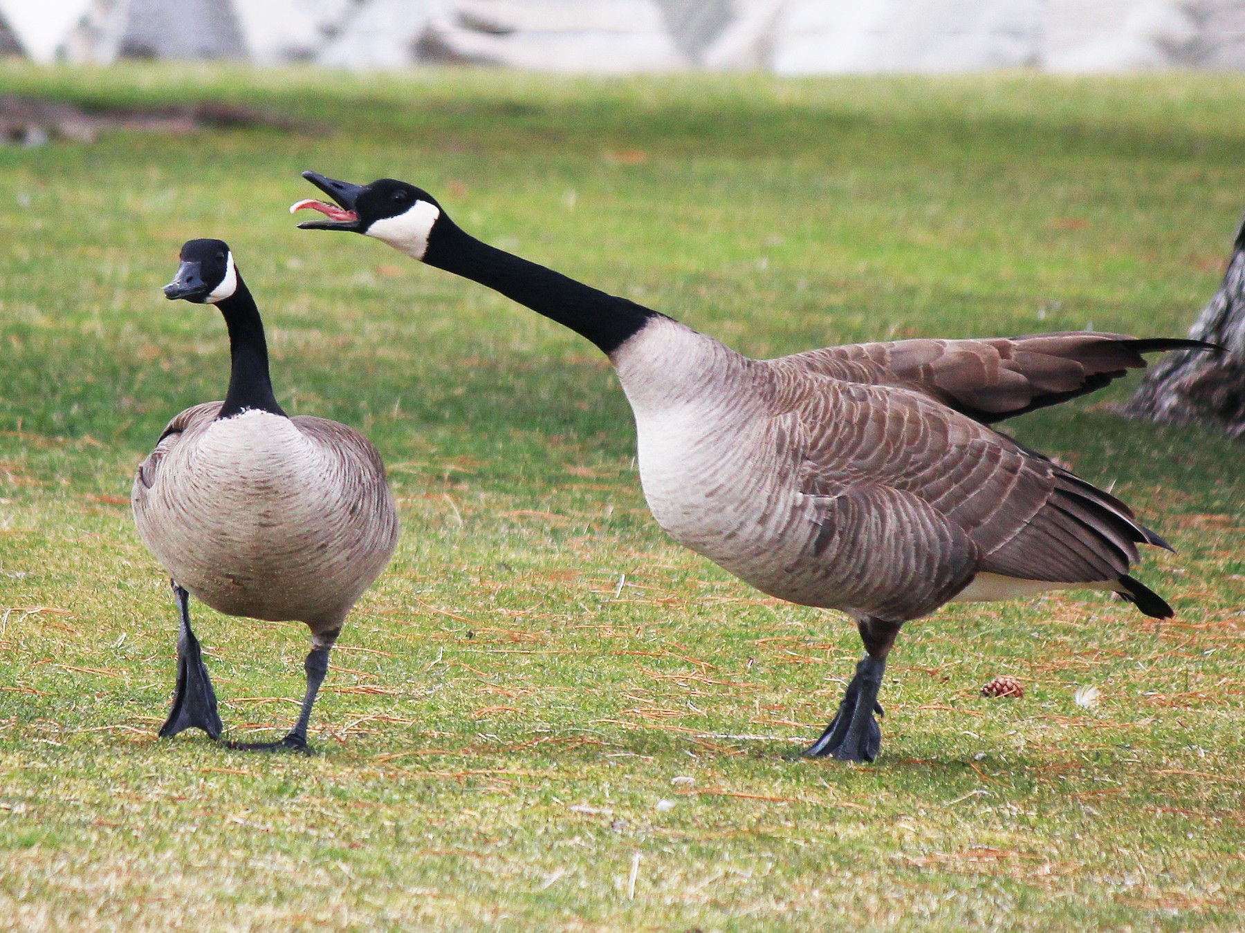 Canada Goose eBird