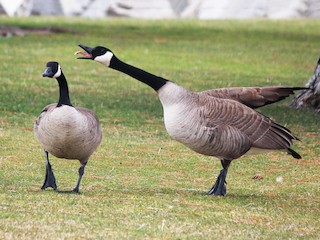 Canada goose bird information hotsell