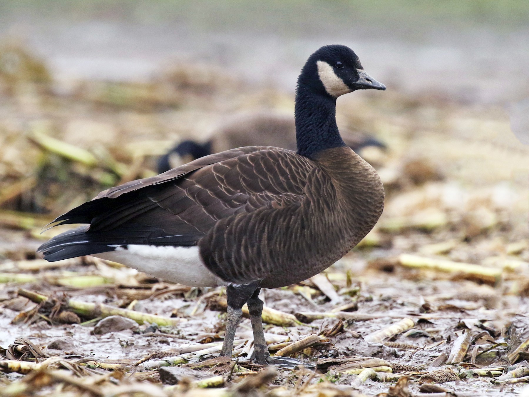 Canada Goose - Liam Singh