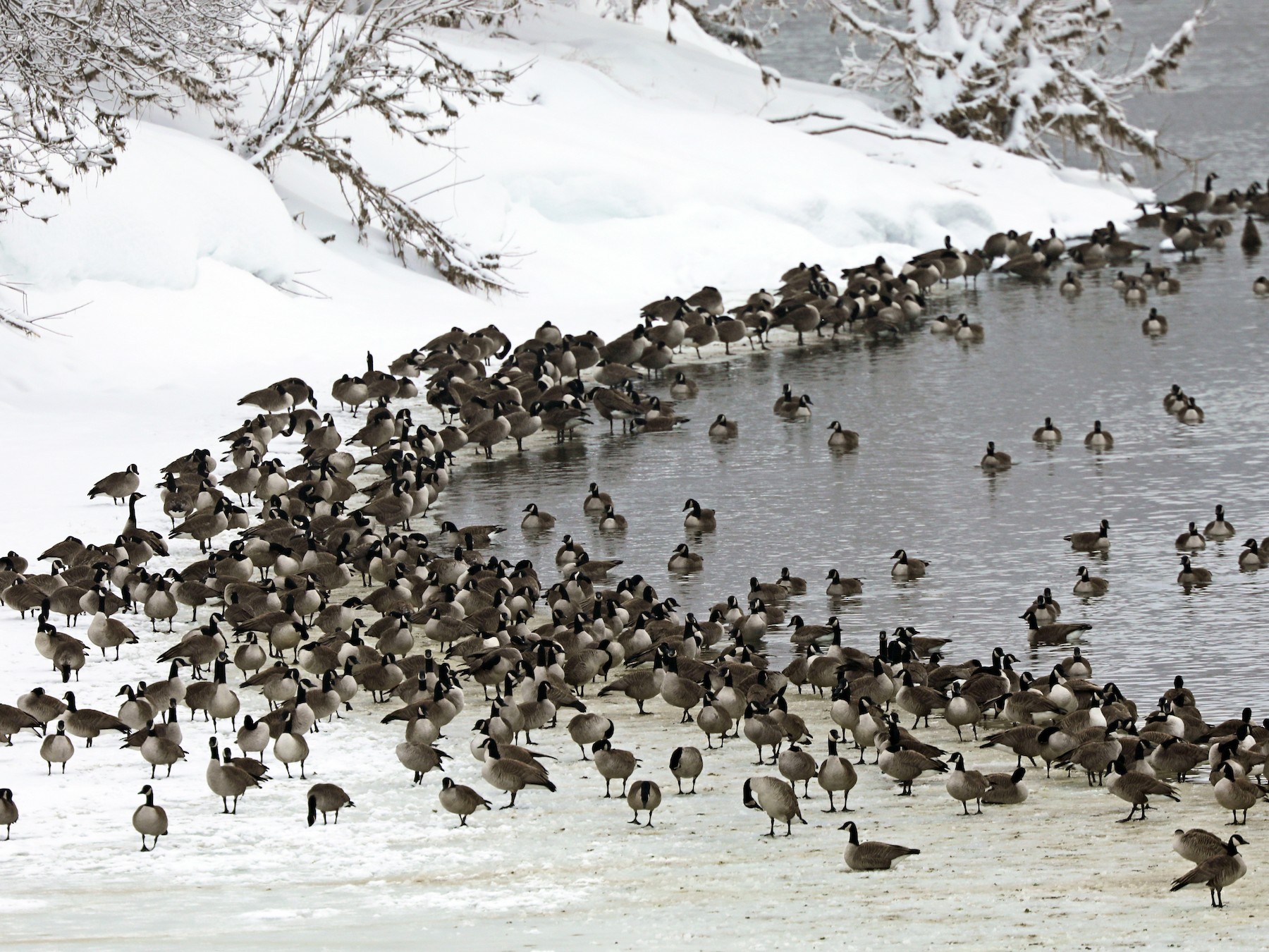 flock of canadian geese