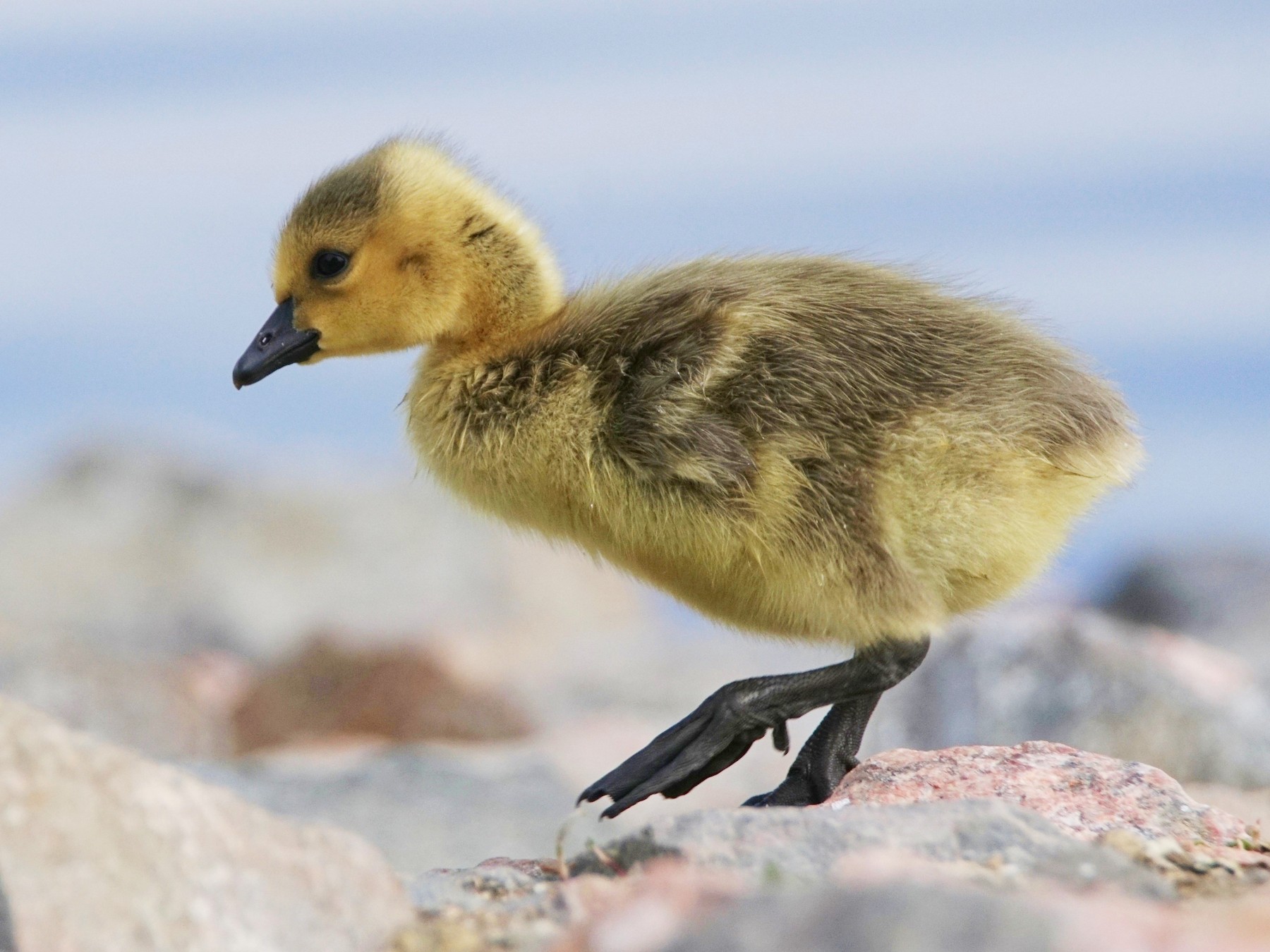 Canada Goose - eBird