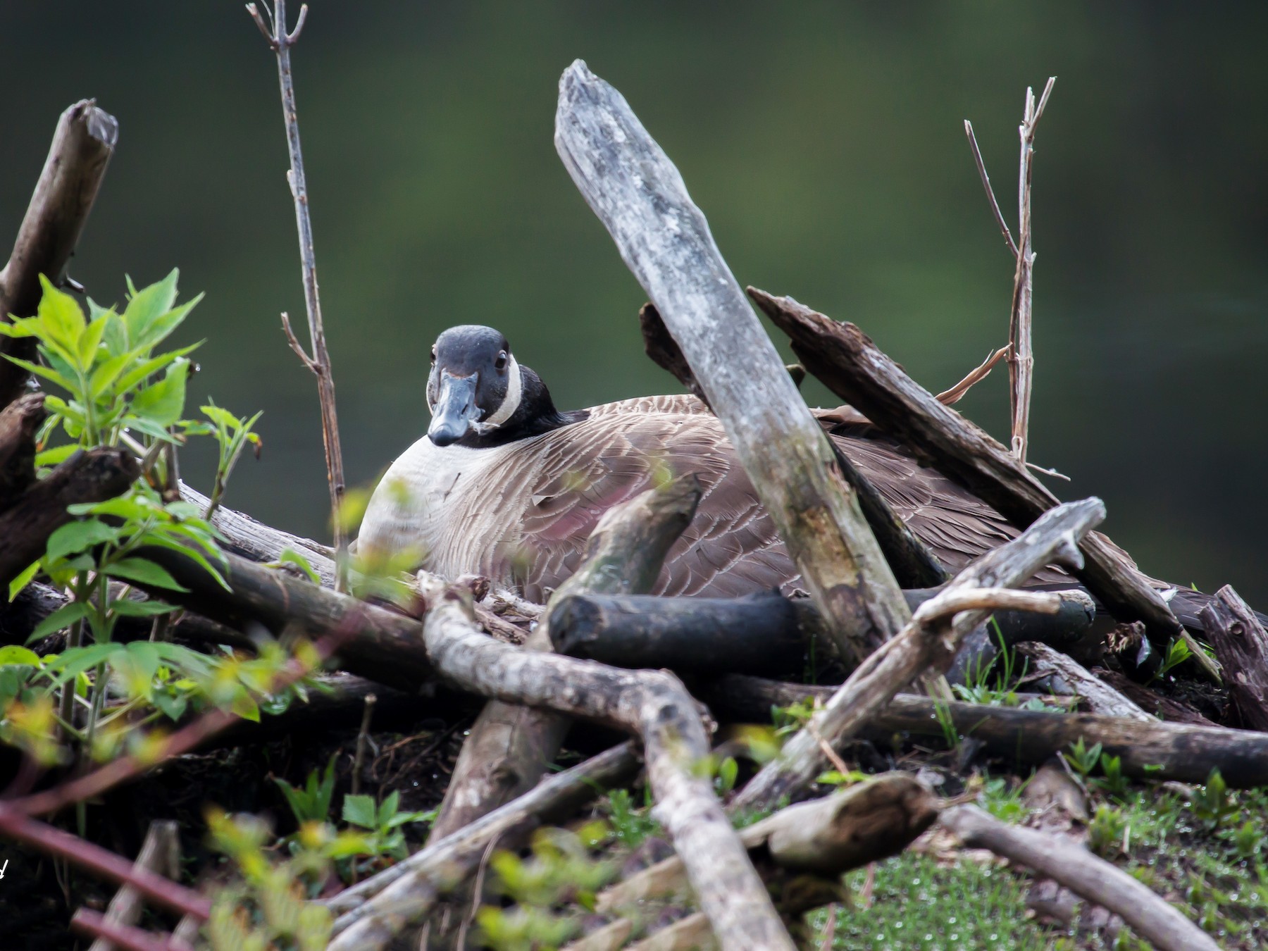 Canada goose hotsell vs woods