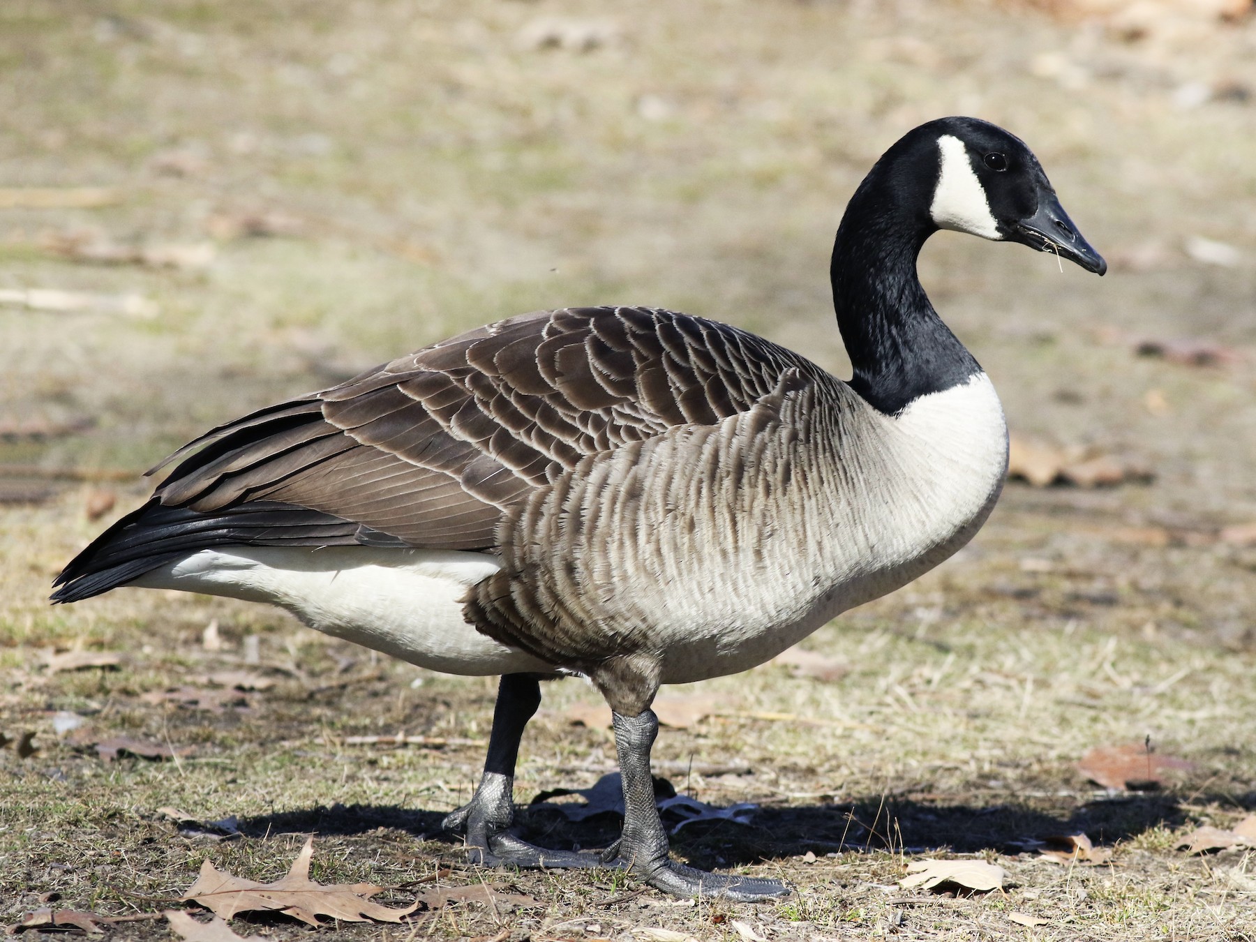 canada goose branta canadensis jeans