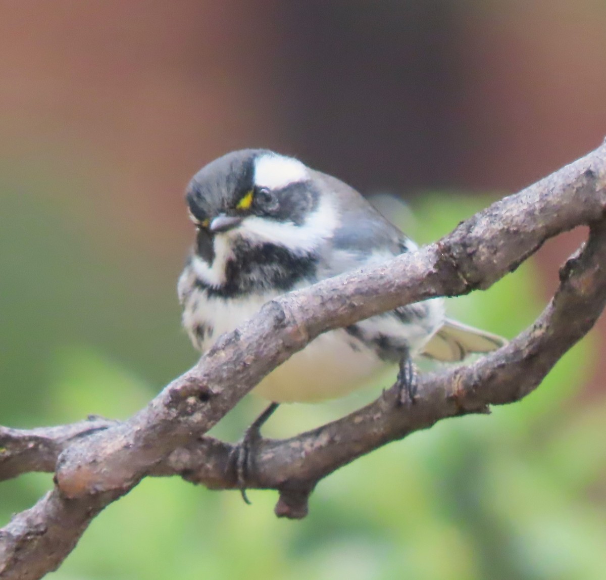 Black-throated Gray Warbler - ML599535971