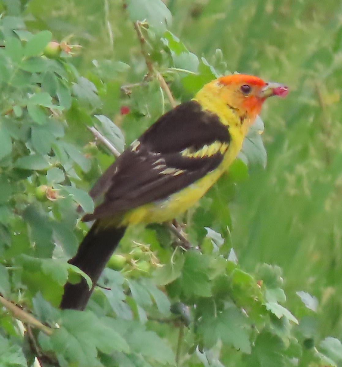 Western Tanager - ML599536041