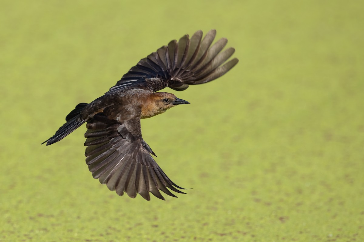 Boat-tailed Grackle - ML599536481