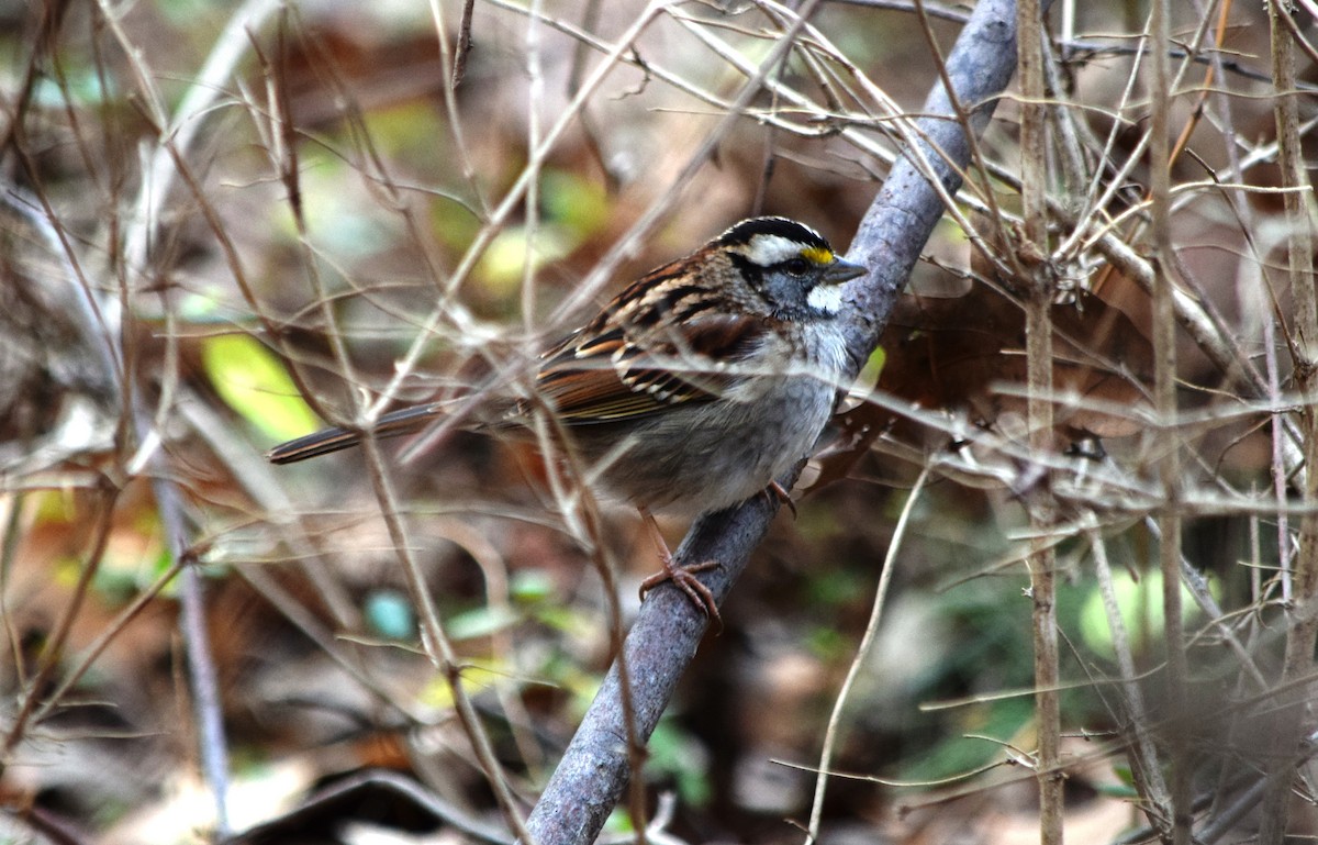 White-throated Sparrow - Anne Mytych